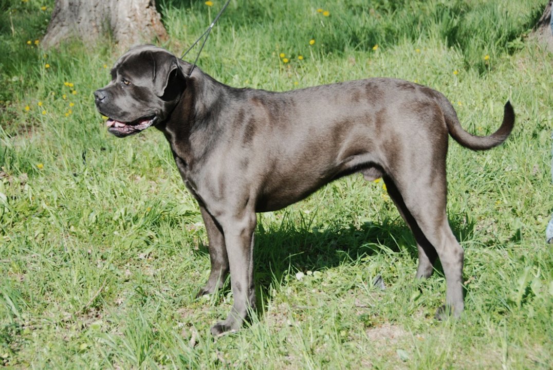 Perra de raza Cane Corso involucrada en causa judicial en Río Negro
