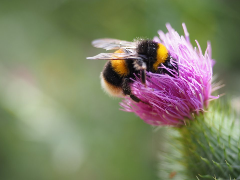 Abeja recolectando polen en una flor