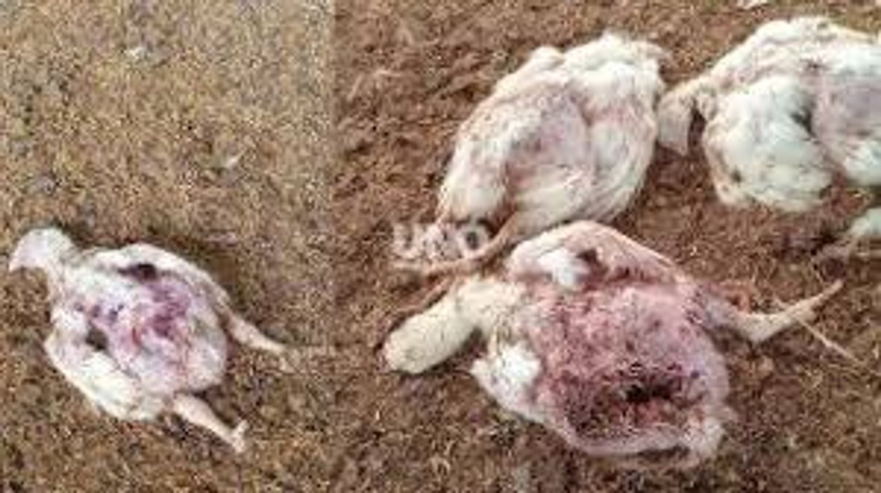 Criadero avícola en Recreo Sur tras el ataque de perros