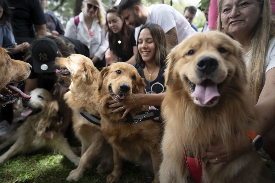 Condena por maltrato animal en Salta: tres años de prisión condicional
