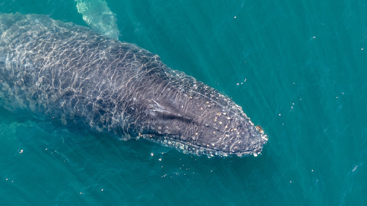 Ballena jorobada en aguas de la Patagonia argentina