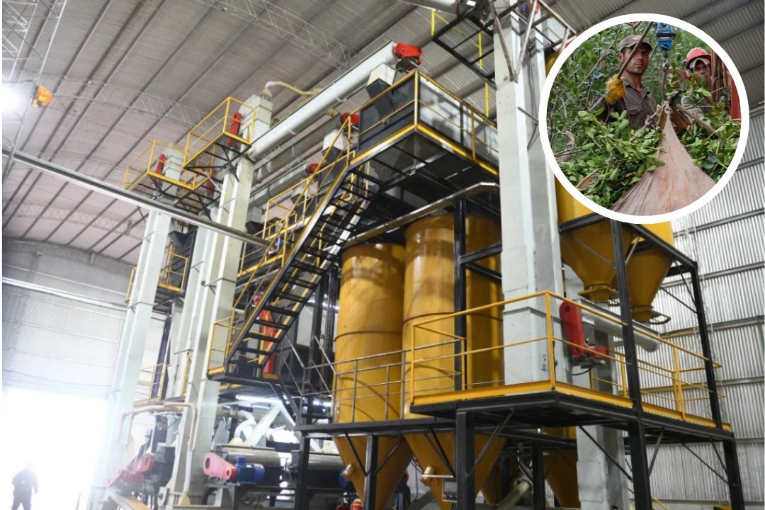 Paquetes de yerba mate en góndola de supermercado