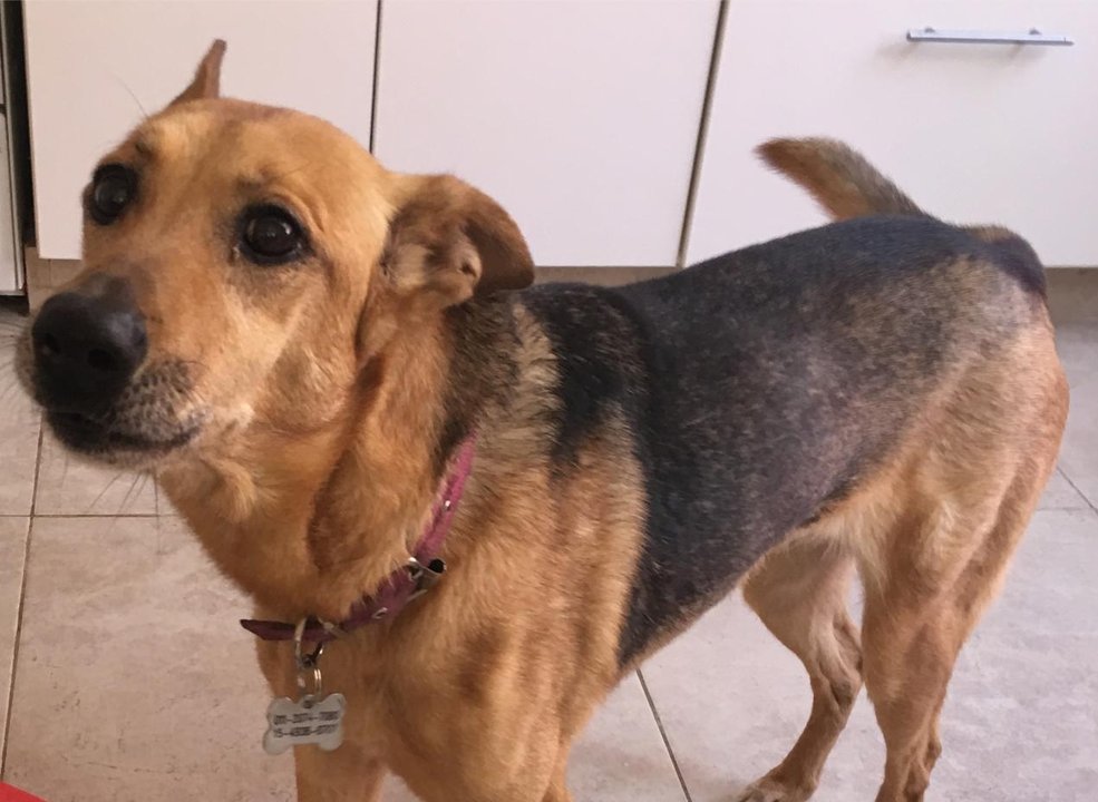 Justicia de Mendoza reconoce a los animales como seres sintientes