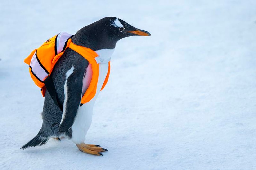 Pingüino emperador sobre el hielo marino en la Antártida