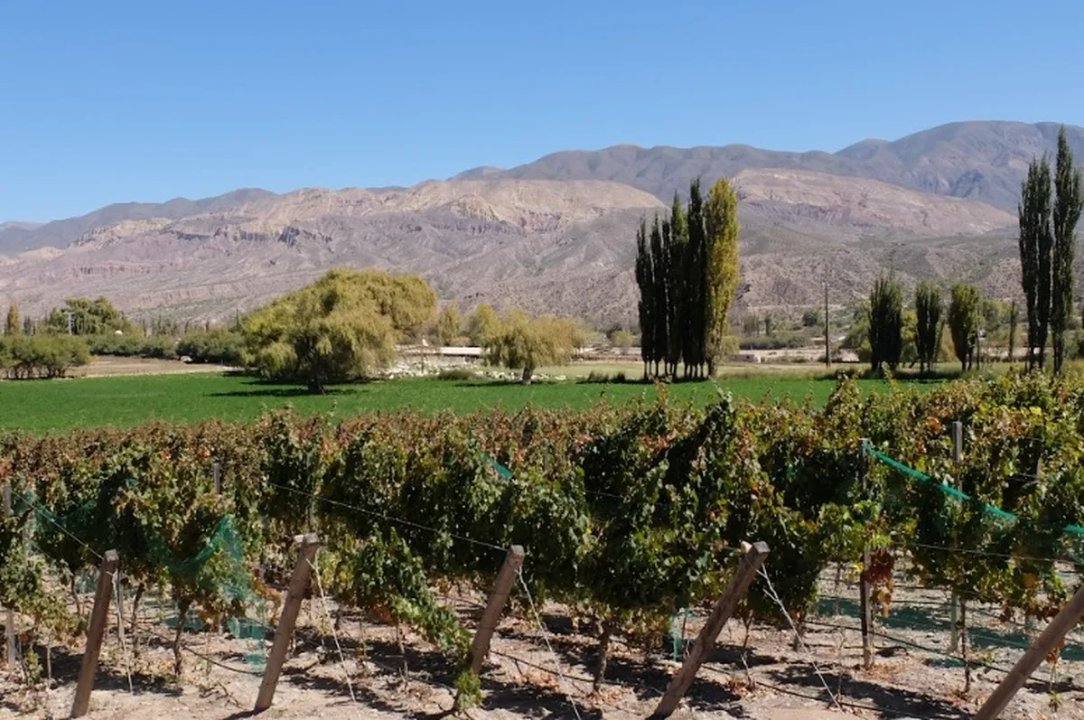 Viñedos de altura en Jujuy, ruta del vino