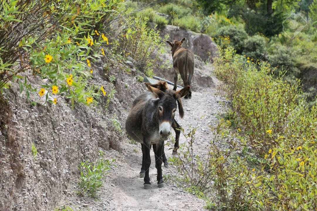 La carne de burro despierta pasiones y controversias en Chubut