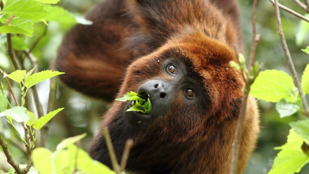 Proyecto de reintroducción de monos carayá rojo en Misiones