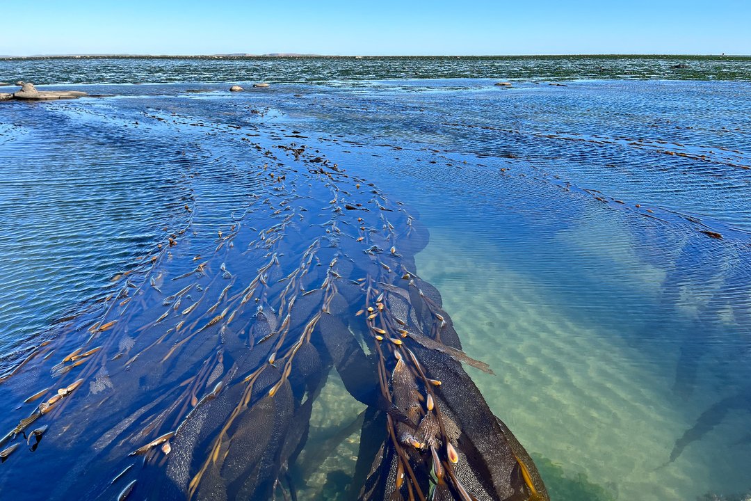 Descubren bosques de algas en Tierra del Fuego que son clave para la biodiversidad marina