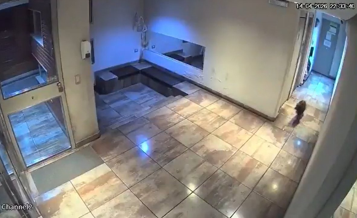 Hombre detenido por maltrato animal en Palermo: azotó a su perro contra el suelo