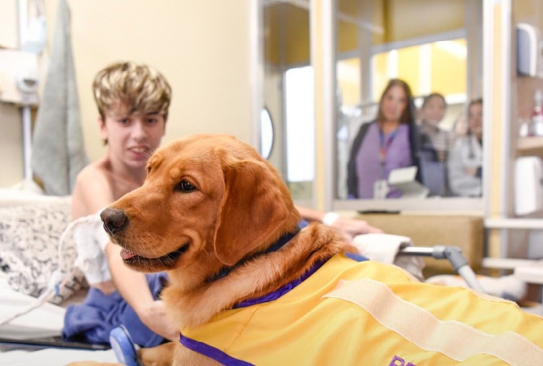 Perros guía y de terapia: por qué son clave para la salud y la inclusión