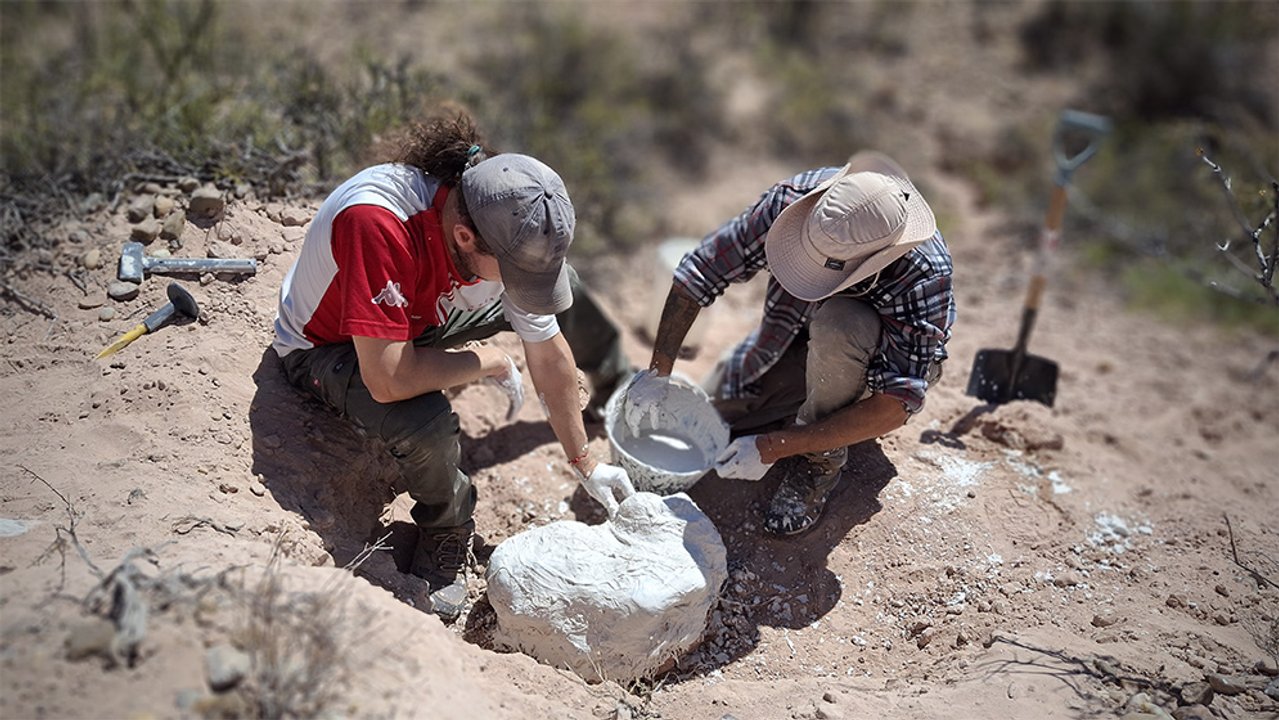 Hallan en Río Negro un cocodrilo de 85 millones de años: qué diferencia hay con la especie actual