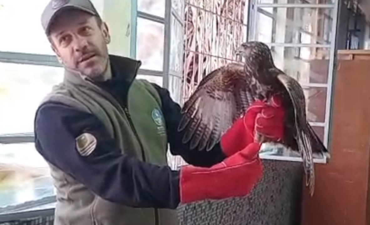Un ave rapaz quedó atrapada en una escuela de Mendoza: cómo fue el rescate
