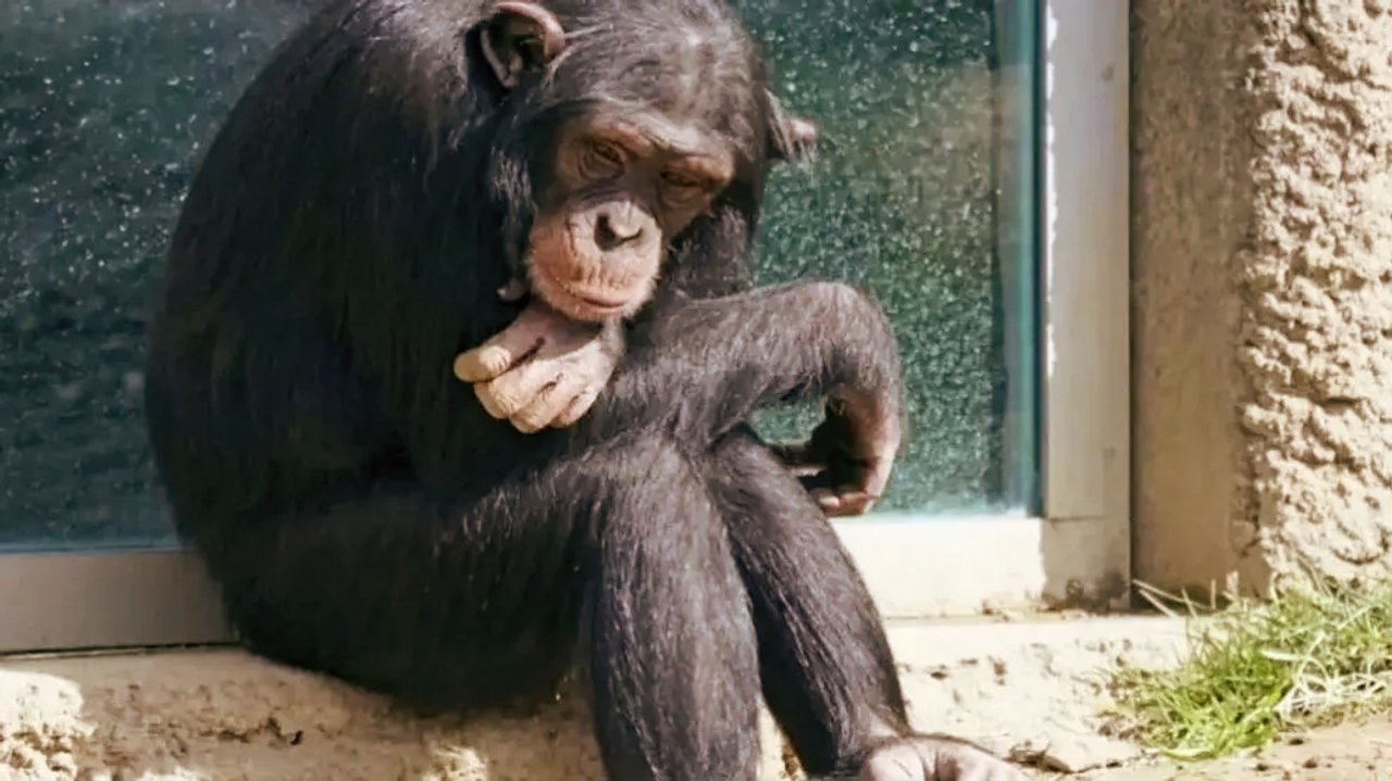 Tras años de reclamos, el chimpancé “Toti“ podrá viajar a un santuario en Inglaterra