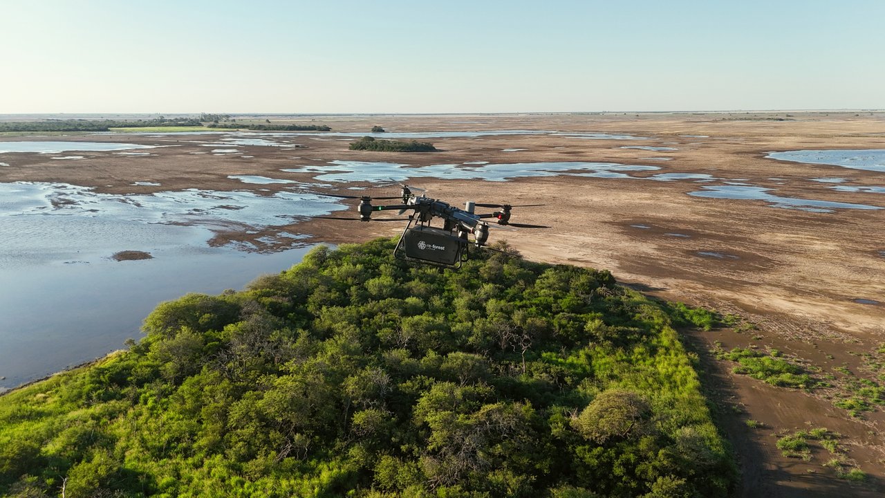 Siembra con drones: cómo funciona la tecnología que puede acelerar la regeneración de ecosistemas