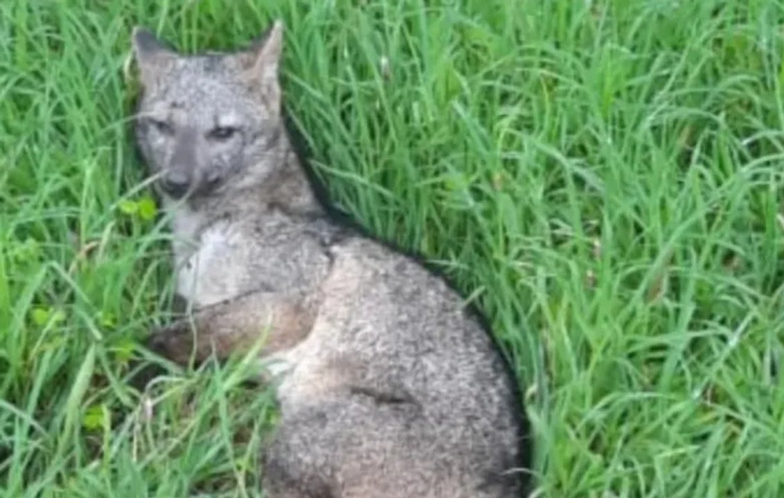 Chaco: rescataron a un cachorro de zorro de monte