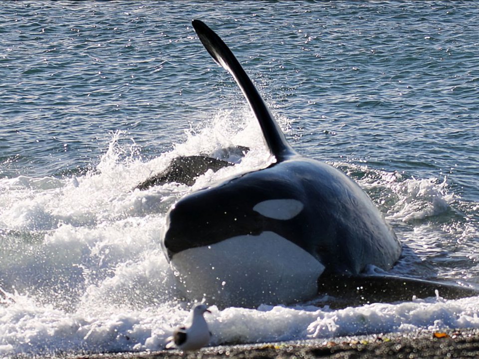 Las orcas cautivan a los turistas en Península Valdés