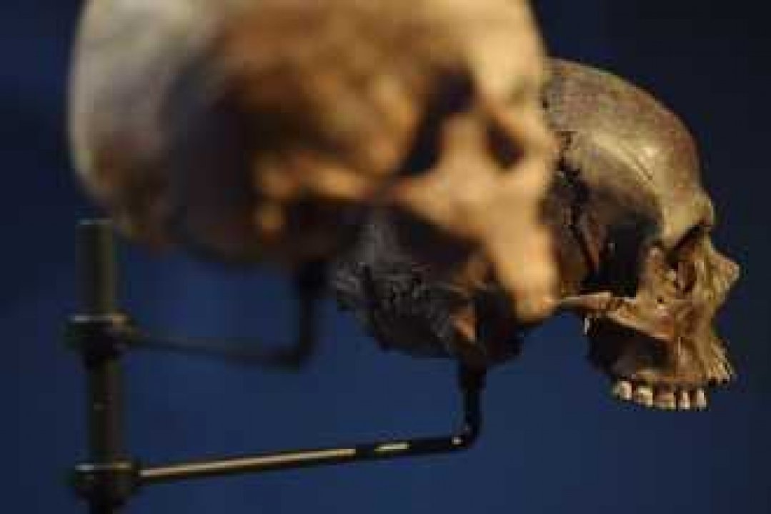 Comparan imágenes cerebrales de neandertales y humanos modernos: ¿tenían la misma inteligencia?