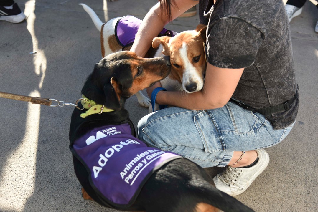 Animales BA: cómo funciona la plataforma para encontrar mascotas perdidas y tramitar servicios