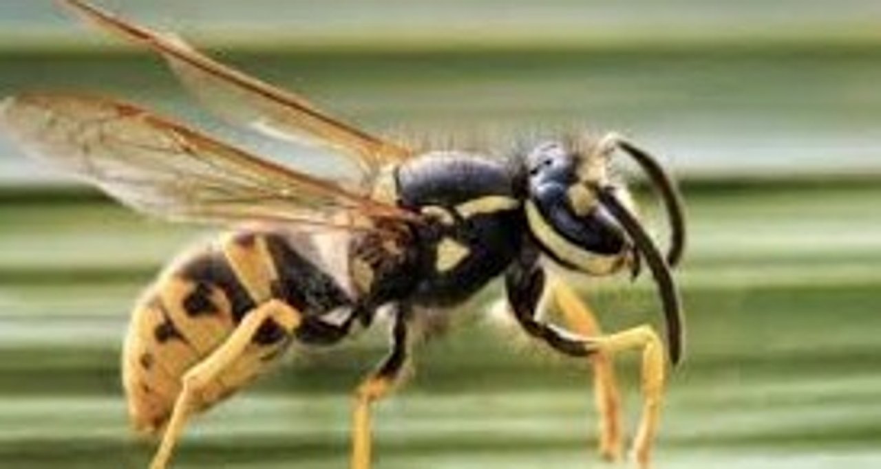 Un hombre murió atacado por un enjambre de avispas en Neuquén