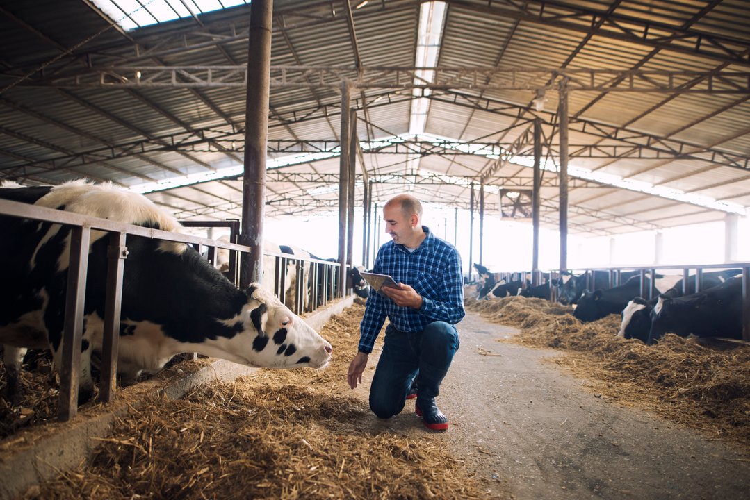 El impacto del bienestar animal en tambos en los tres pilares de la sustentabilidad