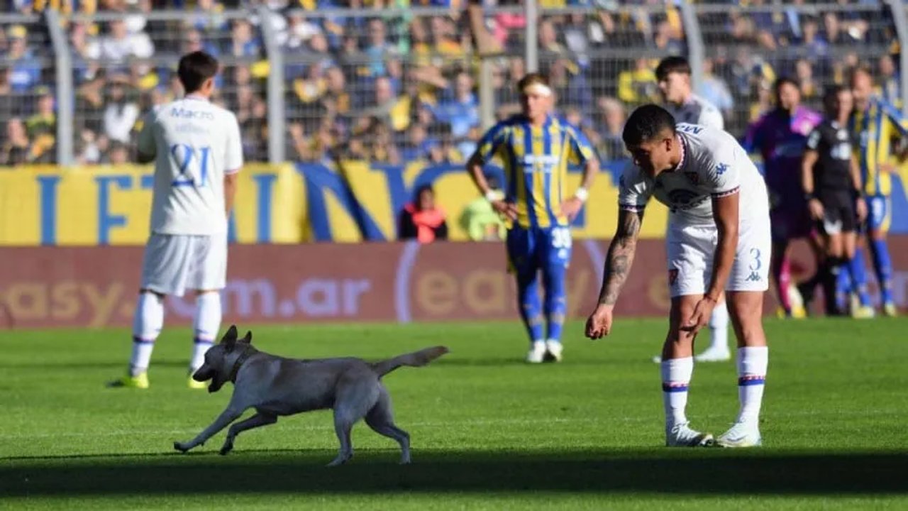 ¡Se gambeteó a todos! Un perro invadió la cancha del duelo Rosario Central – Tigre y se llevó una ovación