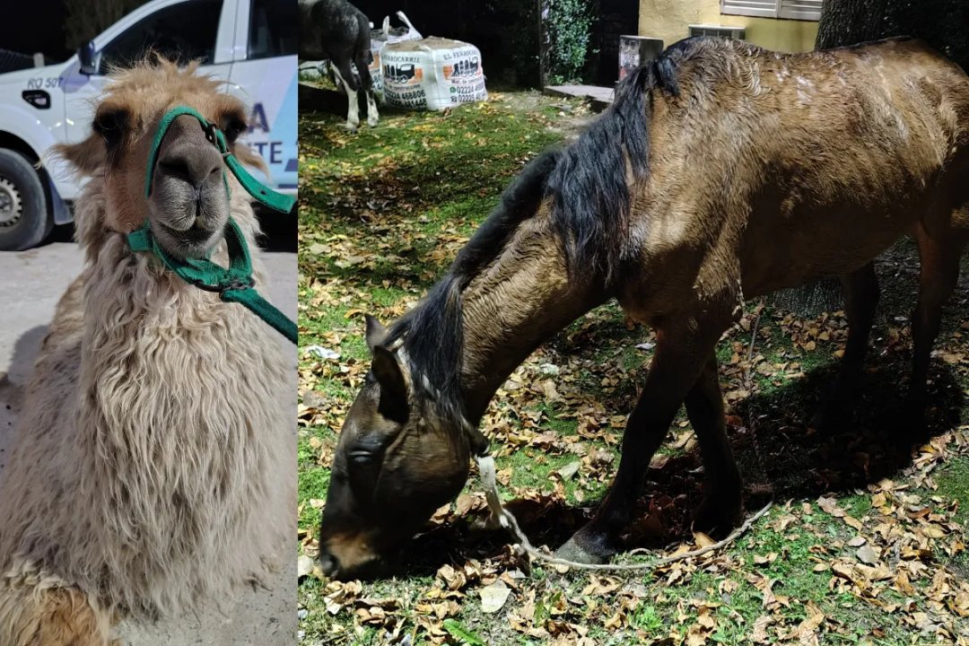 San Vicente, bajo escándalo: usaron llamas para paseos