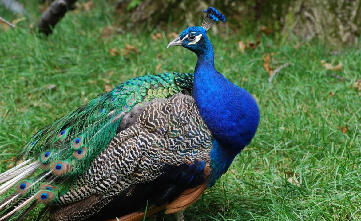 Pavos reales en los techos y calles de Punta Marina, Italia