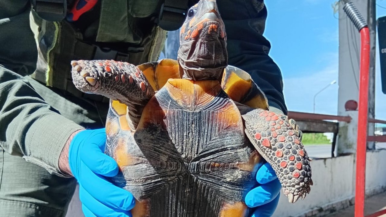 Detienen a mujer que ocultaba tortuga en olla durante un viaje