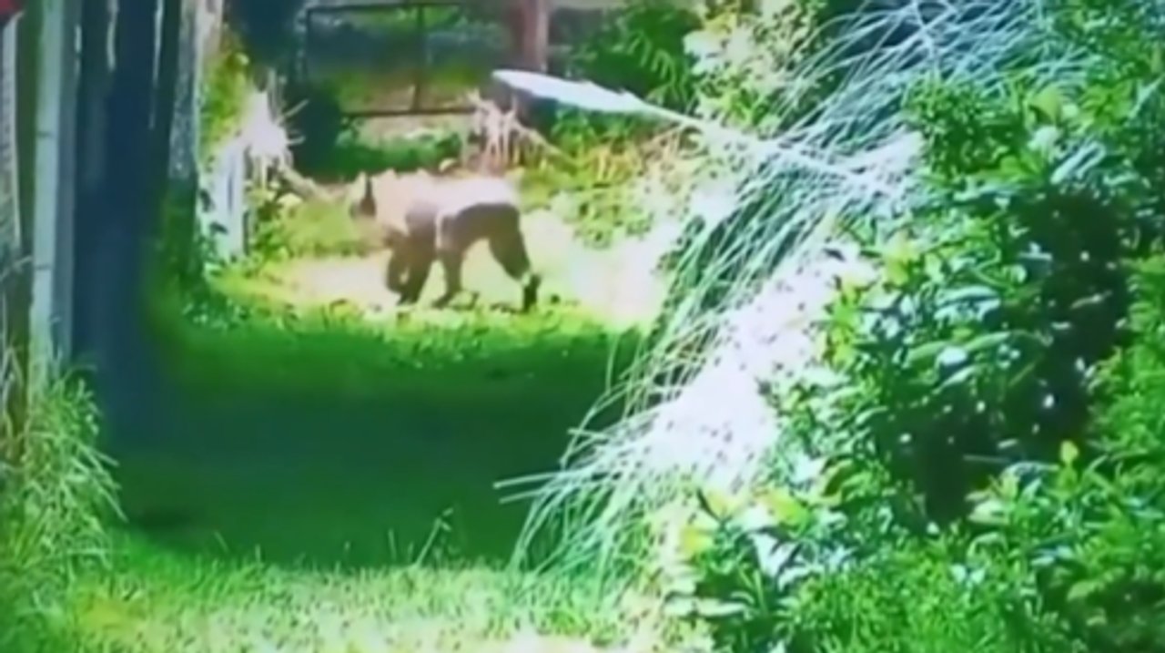Terror en Escobar: un puma merodea un barrio privado