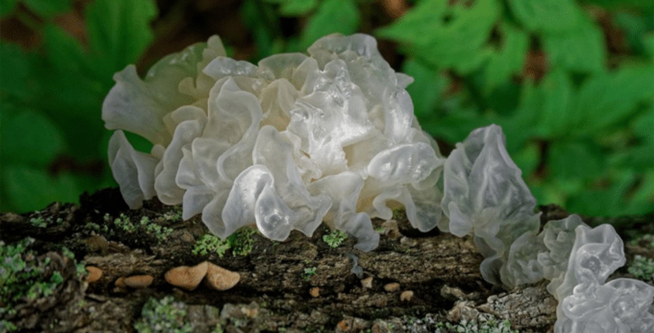 Suplemento a base de hongo Tremella para el cuidado de la piel