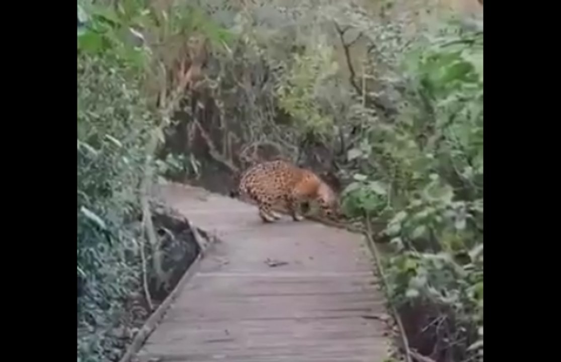 Yaguareté Ombú registrado por turistas en los Esteros del Iberá