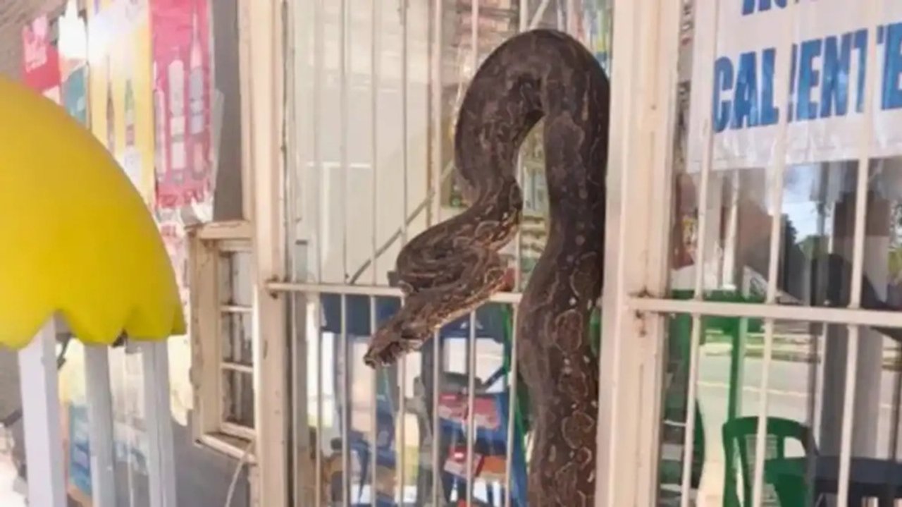 Rescate de una lampalagua en un kiosco de Salta
