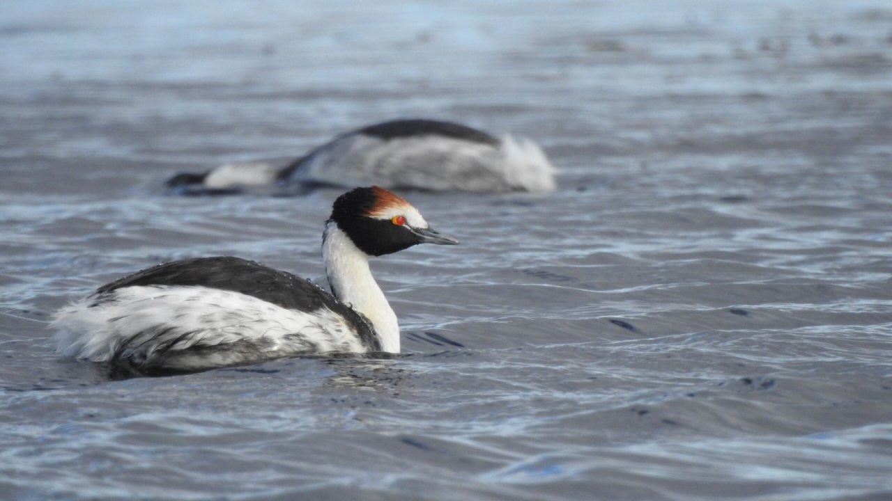 Macá tobiano nidificando en una laguna de la meseta patagónica