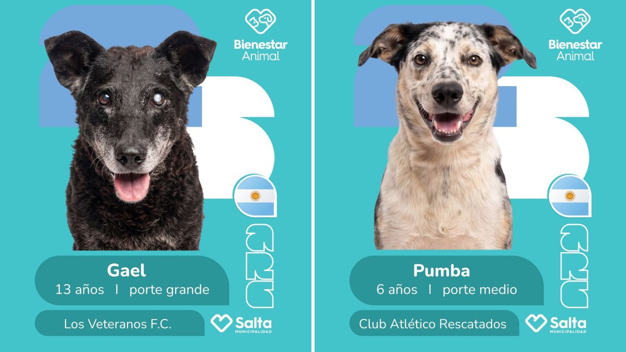 La innovadora campaña de adopción de perros de Salta que arrasa en redes