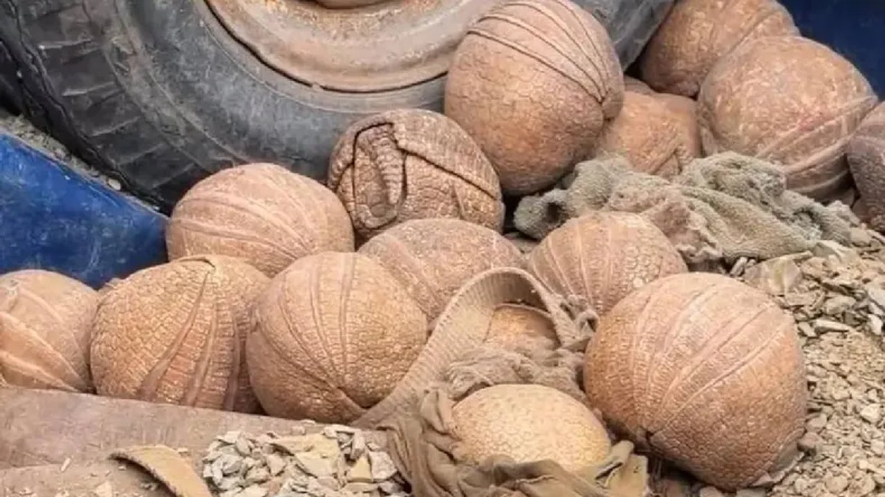 Rescatan 20 quirquinchos bola en Jujuy: un operativo exitoso