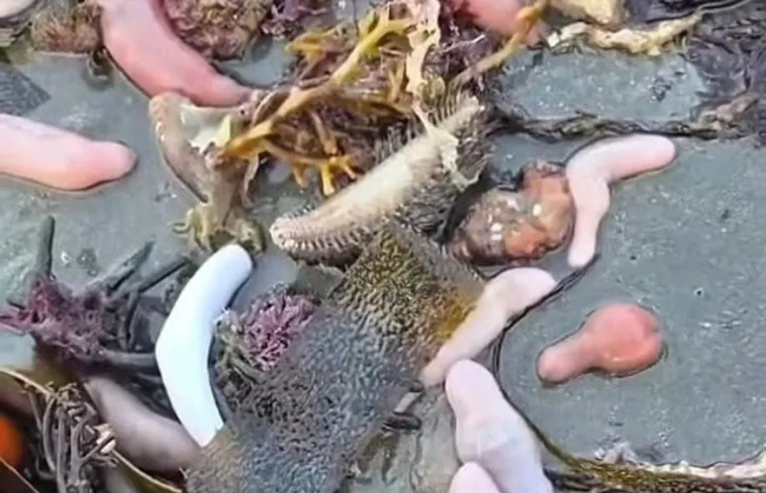 El curioso 'pez pene' sorprende en Chubut tras el temporal