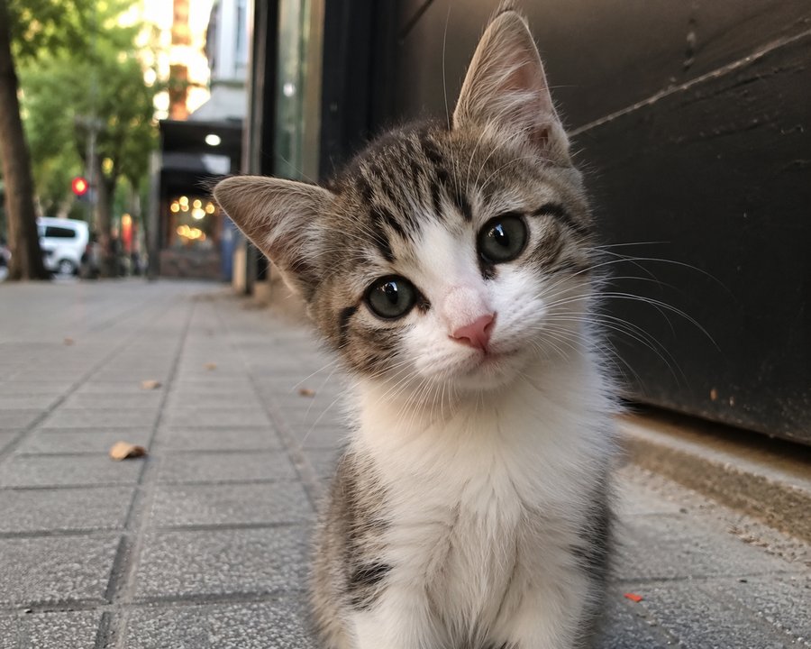 Movilización en el Obelisco por penas más severas contra el maltrato animal