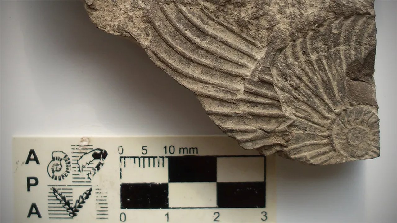 Fósiles de amonites hallados en la formación Vaca Muerta, Mendoza
