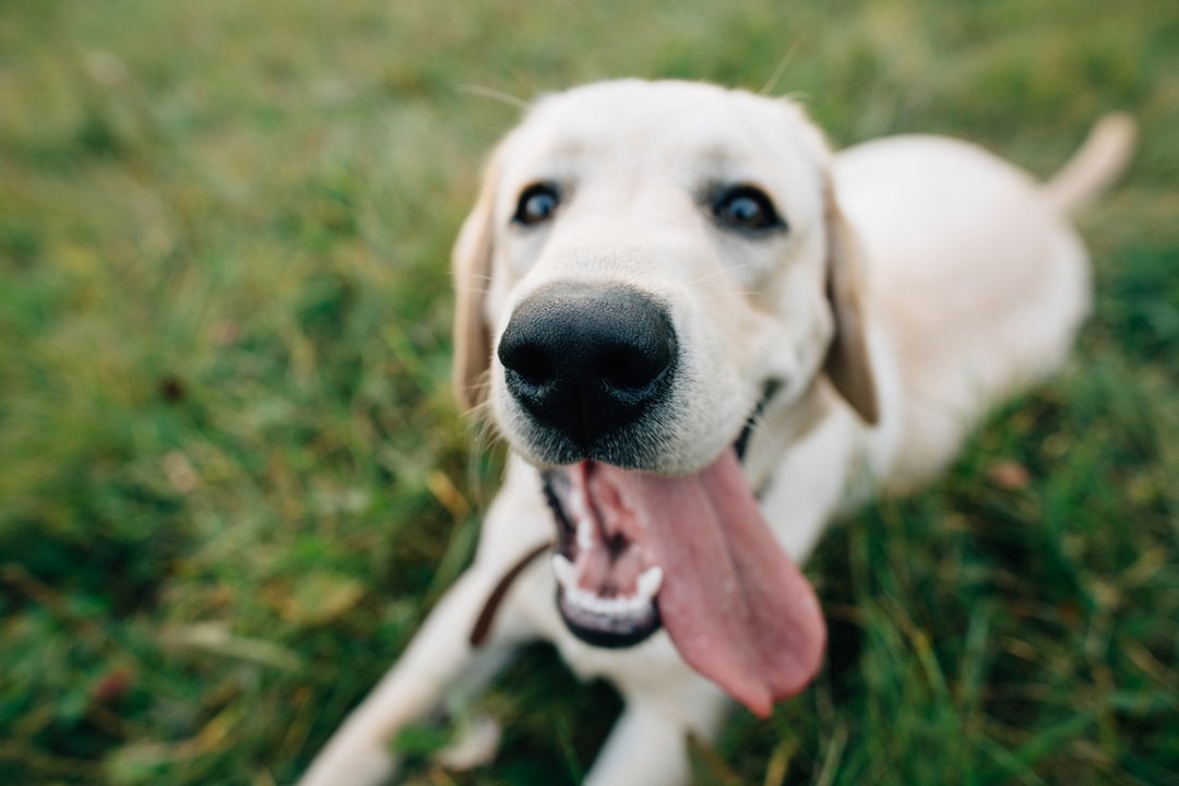 Perro mostrando una aparente sonrisa con la boca abierta