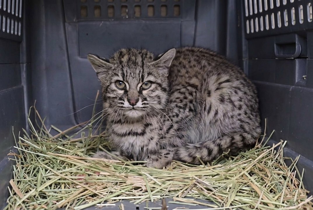 Gato montés liberado en su hábitat natural en Trelew, Chubut