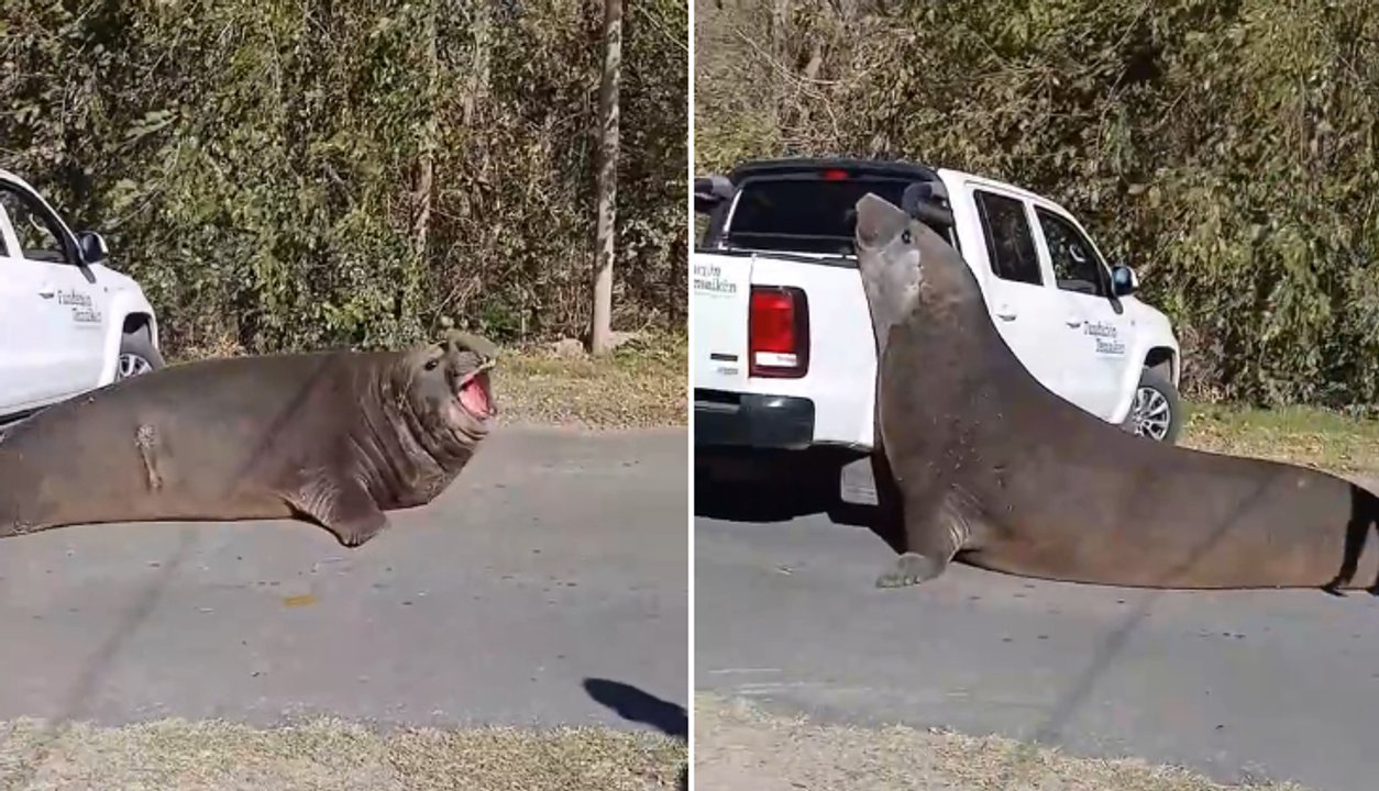 Un elefante marino interrumpe el tránsito en Ensenada