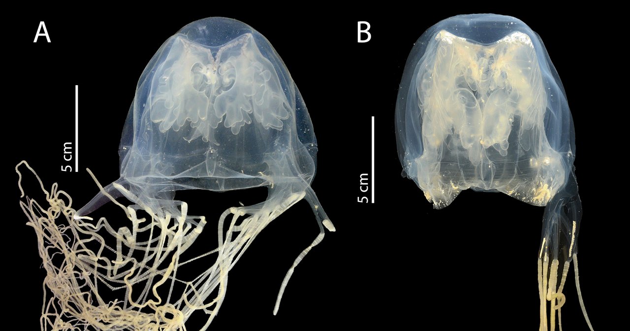 Ilustración de la medusa Chironex blakangmati, recientemente identificada en Singapur