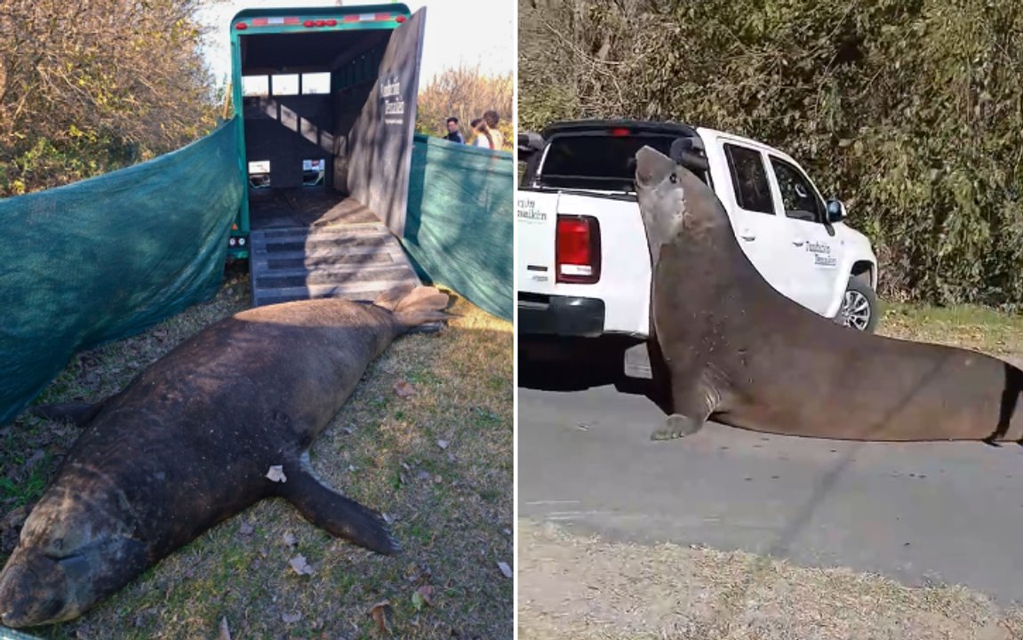 Rescate de un elefante marino en Ensenada, provincia de Buenos Aires