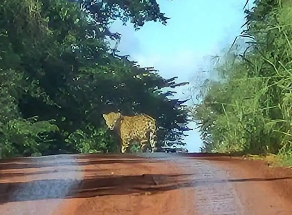 Yaguareté avistado en la Ruta 101 del Parque Nacional Iguazú
