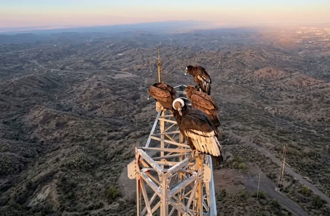 Majestuoso: filman con un dron a cóndores andinos posados sobre una antena en Mendoza