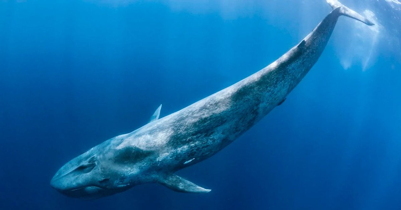 Ballena azul avistada desde un bote en el Golfo San Jorge, frente a Comodoro Rivadavia