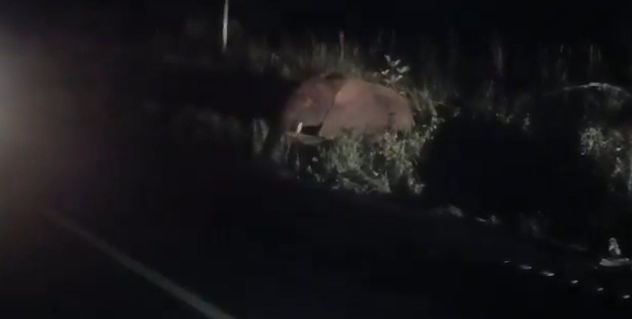 Una furgoneta chocó contra un elefante en Uganda: 3 muertos y 4 heridos