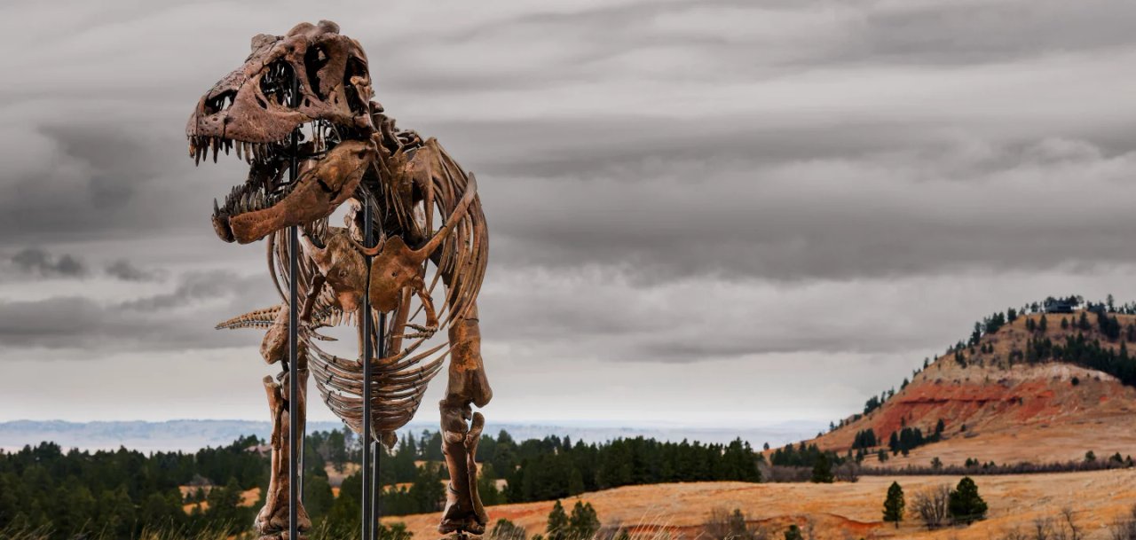 Subastan en Nueva York a “Gus”, uno de los Tiranosaurios rex más grandes del mundo: cuánto vale