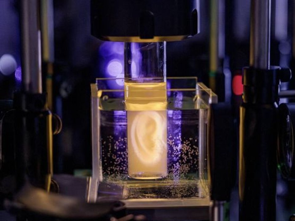 Investigadores suizos logran imprimir una oreja 3D con células vivas