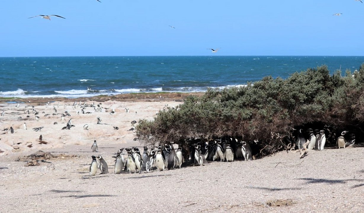 Confirman que aumentaron las colonias de pingüinos de Magallanes a lo largo de la costa argentina